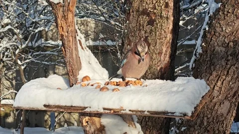 Eurasian Jay Stuffs Beak with Walnuts on Winter Bird Feeder 4K Stock Footage 327640927