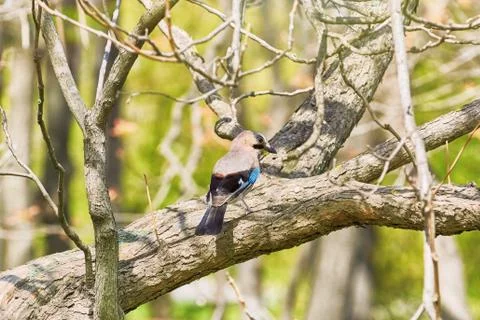 Eurasian Jay on the Tree Stock Photos