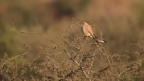 Eurasian kestrel perched confidently on tree top overlooking territory Video stock 327454500