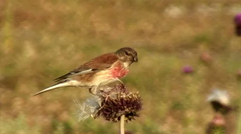 Eurasian Linnet (Acantis cannabina) exploring a flower Stock Footage 49676708