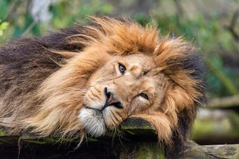 Eurasian Lion Stock Photos