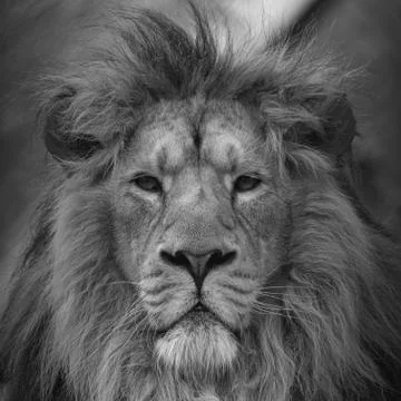 Eurasian Lion Stock Photos