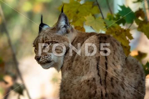 Eurasian Lynx and autumn leaves in background (scientific name Lynx lynx) Stock Photos