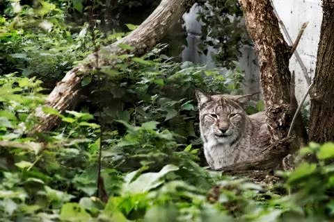 Eurasian Lynx in captivity Stock Photos