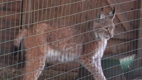 Eurasian lynx close up behind a grid in a reservation Stock Footage 133305843