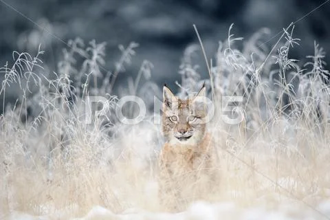 Eurasian lynx cub hidden in high yellow grass with snow Stock Photos