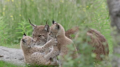 Eurasian Lynx cubs playing in front of laying mother in grass field Stock Footage 53843910