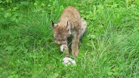 Eurasian lynx eats caught hare game while sitting on the grass in the forest. Stock Footage 248463780