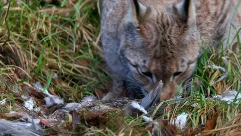 A Eurasian lynx eats its prey in the forest 4k 30fps video Stock-Footage 297288542