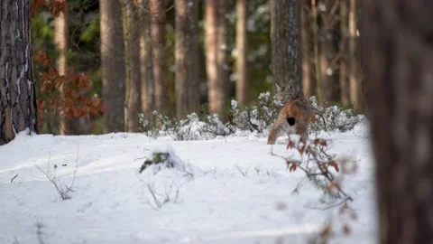 Eurasian lynx in the forest in deep snow. A wild animal of medium distance with Stock Footage 225519095
