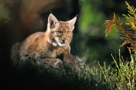 Eurasian lynx in forest with fern and colorful grass Stock Photos