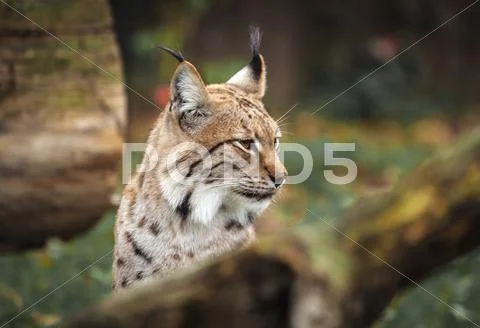 Eurasian lynx in forest Stock Photos