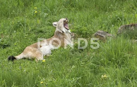 Eurasian lynx gaping Stock Photos