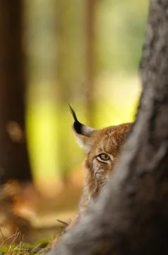 Eurasian lynx hidding behind tree trunk in autumn 스톡 사진