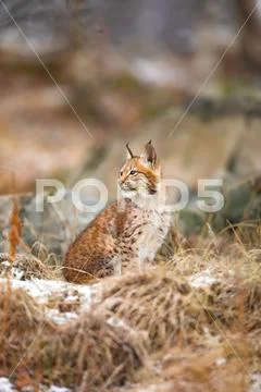 Eurasian lynx look sideways in the forest at winter Stock Photos