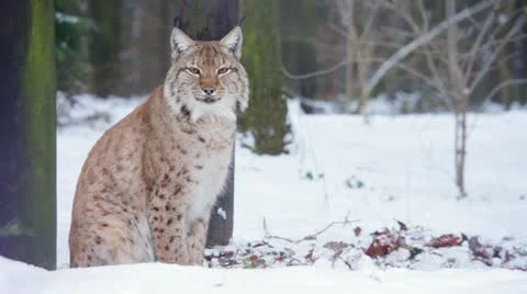 Eurasian Lynx looking into camera Video stock 20476612
