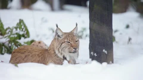 Eurasian Lynx lying and looking into camera Stock-Footage 20476760