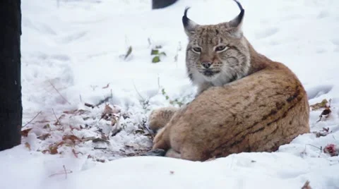 Eurasian Lynx lying and looking into camera Video stock 20476771
