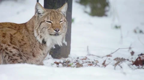 Eurasian Lynx lying and looking into camera Video stock 20476780
