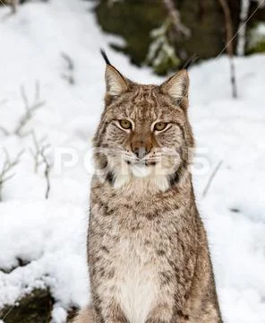 Eurasian Lynx, Lynx lynnx, sitting in the snow, looking in camera Stock Photos
