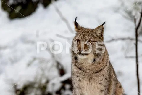 Eurasian Lynx, Lynx lynnx, sitting in the snow Stock Photos