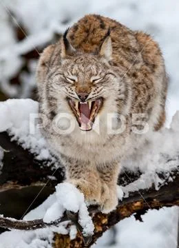 Eurasian Lynx, Lynx lynnx, in the snow, yawning Stock Photos