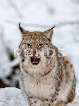Eurasian Lynx, Lynx lynnx, in the snow, yawning Stock Photos