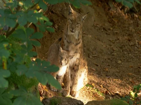 Eurasian lynx (Lynx lynx) cubs Stock Footage