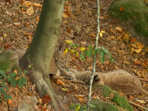 Eurasian lynx (Lynx lynx) cubs Stock Footage
