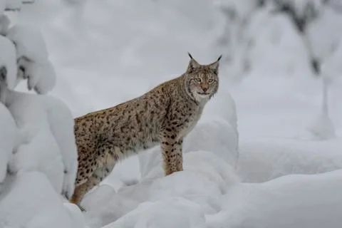 Eurasian lynx Lynx lynx male standing in snowy forest captive Bavarian Forest Stock Photos