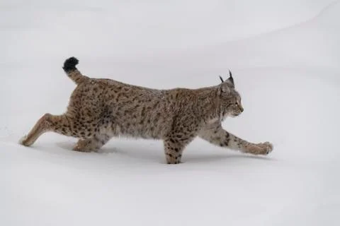 Eurasian lynx Lynx lynx male runs in deep snow captive Bavarian Forest Bavaria Stock Photos