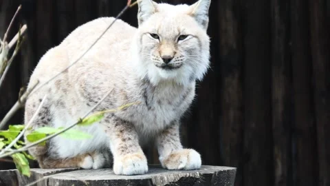 Eurasian lynx (Lynx lynx) is medium-sized wild cat widely distributed from No Stock Footage 175294441