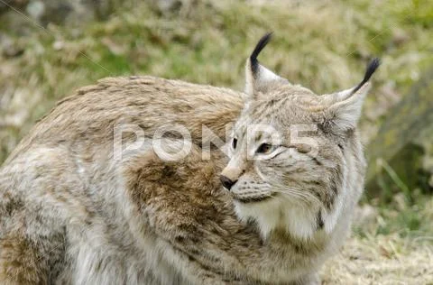 Eurasian lynx, Lynx lynx Stock Photos