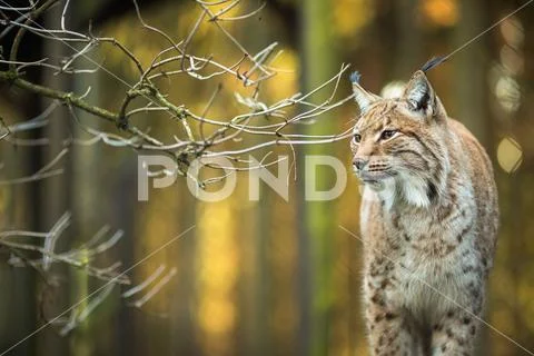Eurasian Lynx (Lynx lynx) Stock Photos