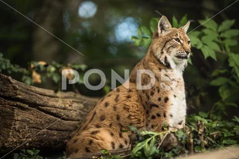 Eurasian Lynx (Lynx lynx) Stock Photos