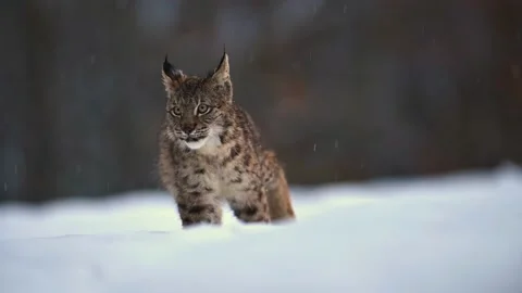 The Eurasian lynx (Lynx lynx), wild animal, medium sized cat, slow motion, in Vidéo 157018564