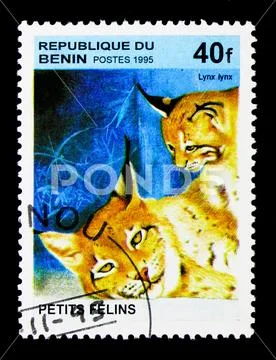 Eurasian Lynx (Lynx lynx), Wild Cats serie, circa 1995 Stock Photos