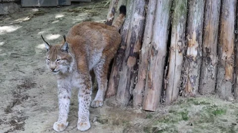 Eurasian lynx made a mark on the tree and left Stock Footage 215043560