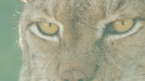 Eurasian lynx is medium-sized cat 스톡 동영상 75692045