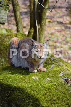 Eurasian lynx on moth stone in forest Stock Photos