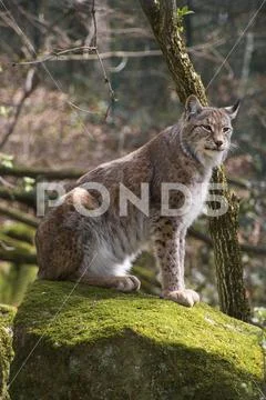 Eurasian lynx on moth stone in forest Stock Photos