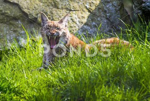 Eurasian lynx Stock Photos