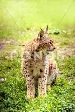 Eurasian lynx Stock Photos