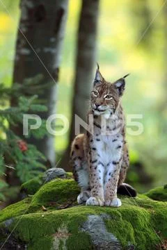Eurasian lynx Stock Photos