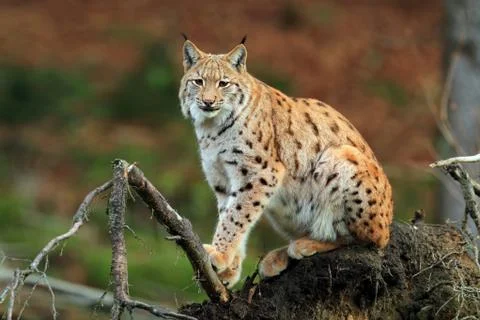 Eurasian lynx Stock Photos