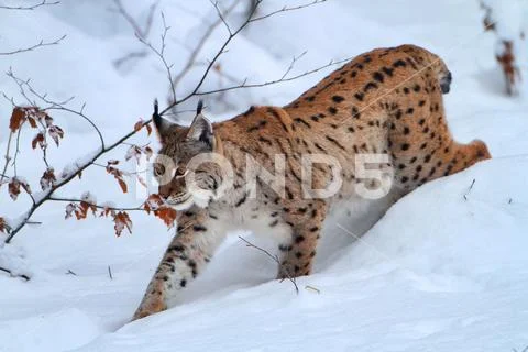 Eurasian lynx Stock Photos