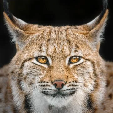Eurasian lynx 写真素材
