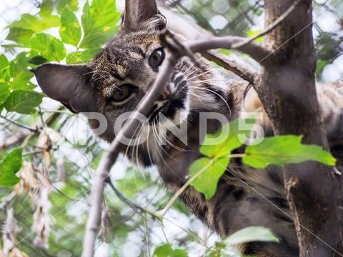 Eurasian Lynx, portrait of wild cat hidden in the bran Stock Photos