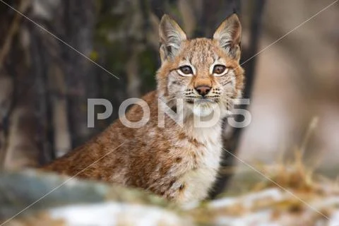 Eurasian lynx sitting in the forest at early winter Stock Photos