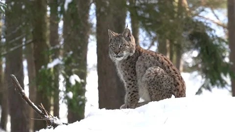 Eurasian lynx sitting sideways in the snow walking from left to right in a Stock Footage 225518445